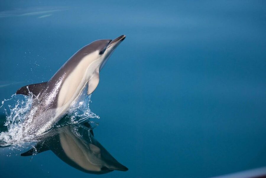 Estepona: Dolphin Watching Sailboat Cruise with Drink - Getting to Puerto de Estepona: Pontoon 6 and the red flag
