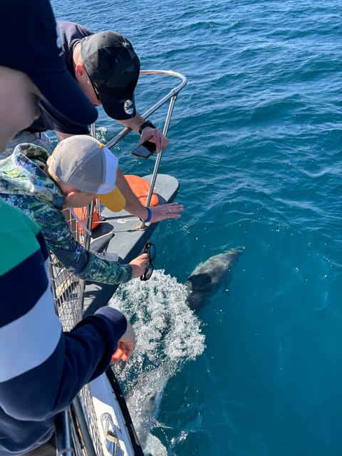 Estepona: Dolphins Searching Sea Cruise with Drink & Snacks - Key things to know before you go