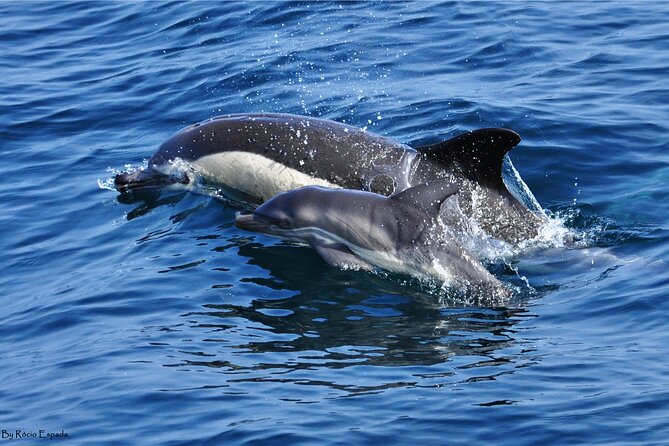 Excursion to Gibraltar with Dolphin Watching from Malaga - Malaga To Gibraltar By Coach: A Real Day Trip, Not A Quick Hop