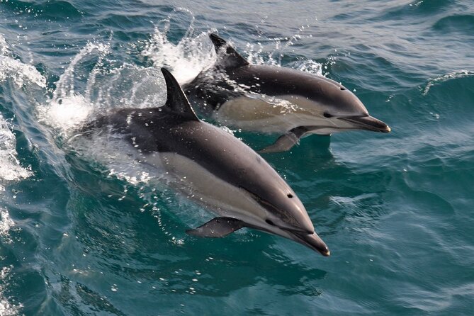 Excursion to Gibraltar with Dolphin Watching from Malaga - Boat Timing vs Your Ideal Day: The Midday Tradeoff