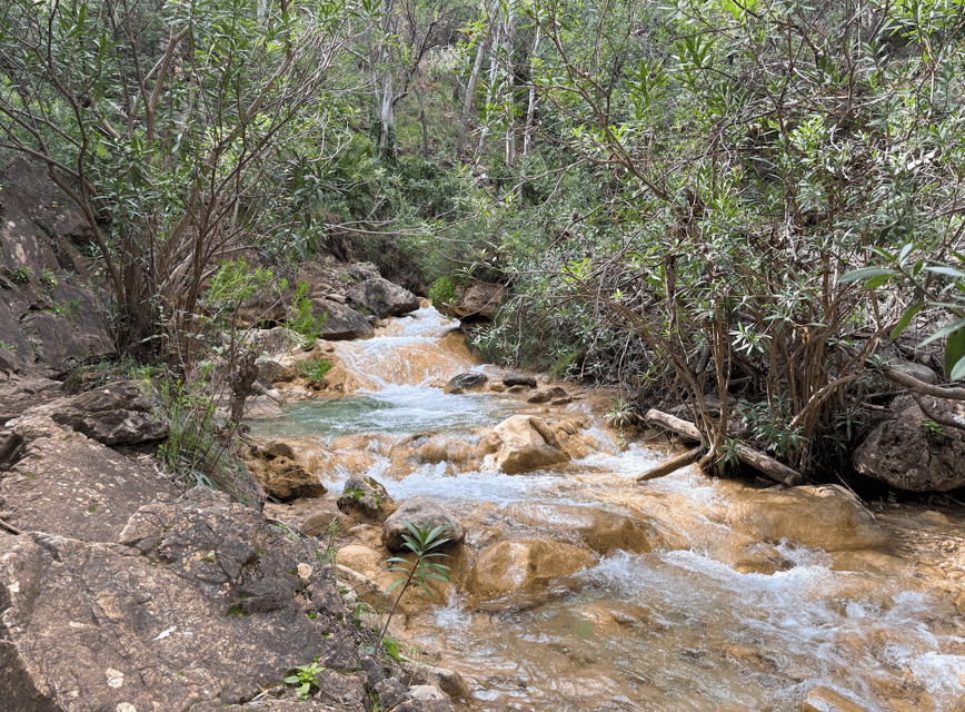 Explore Marbella's Nature: Guided Hiking And Foraging Trip - Stop 1 and the first 1.5 hours: the walk where you start noticing edible plants