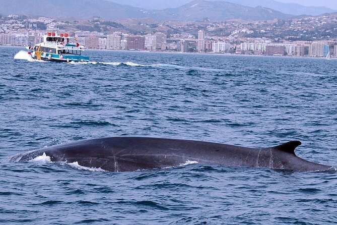 Ferry Benalmádena <> Fuengirola - How to Plan the Timing and Avoid the Common Snag