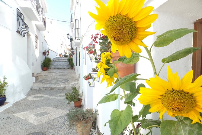 Frigiliana Small-Group Hike and Wine Tasting Tour from Malaga - Wine tasting in a cellar, plus the food pairing