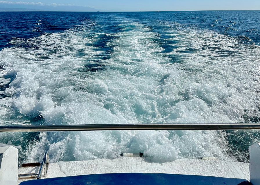From Benalmádena & Torremolinos: Dolphin Watch Boat Trip - Who should book this dolphin boat trip