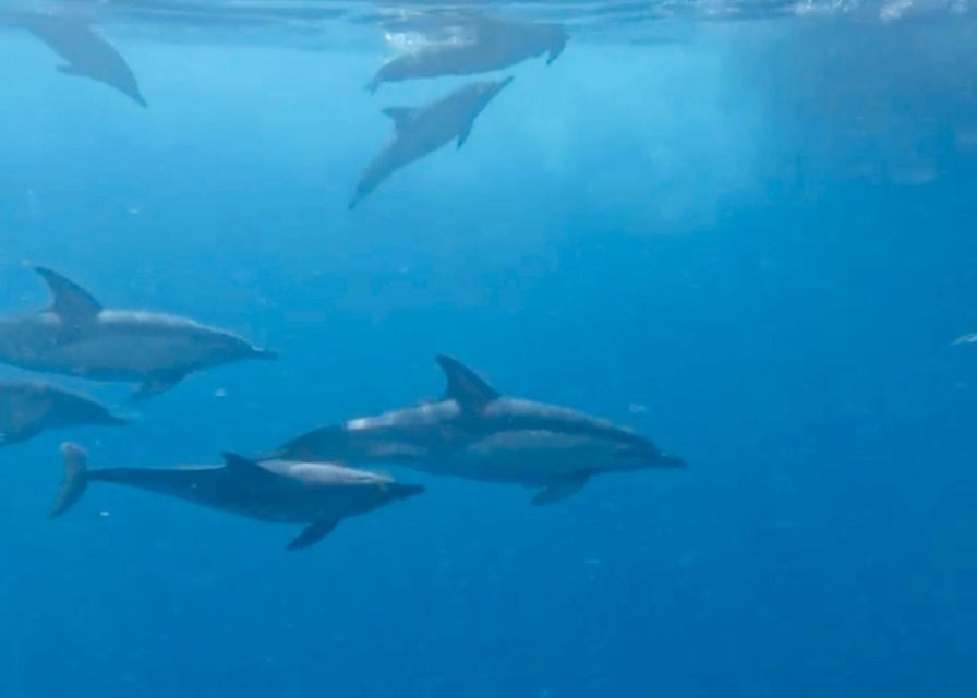 From Benalmádena & Torremolinos: Dolphin Watch Boat Trip - Photo tips for Benalmádena Coast and dolphin spotting