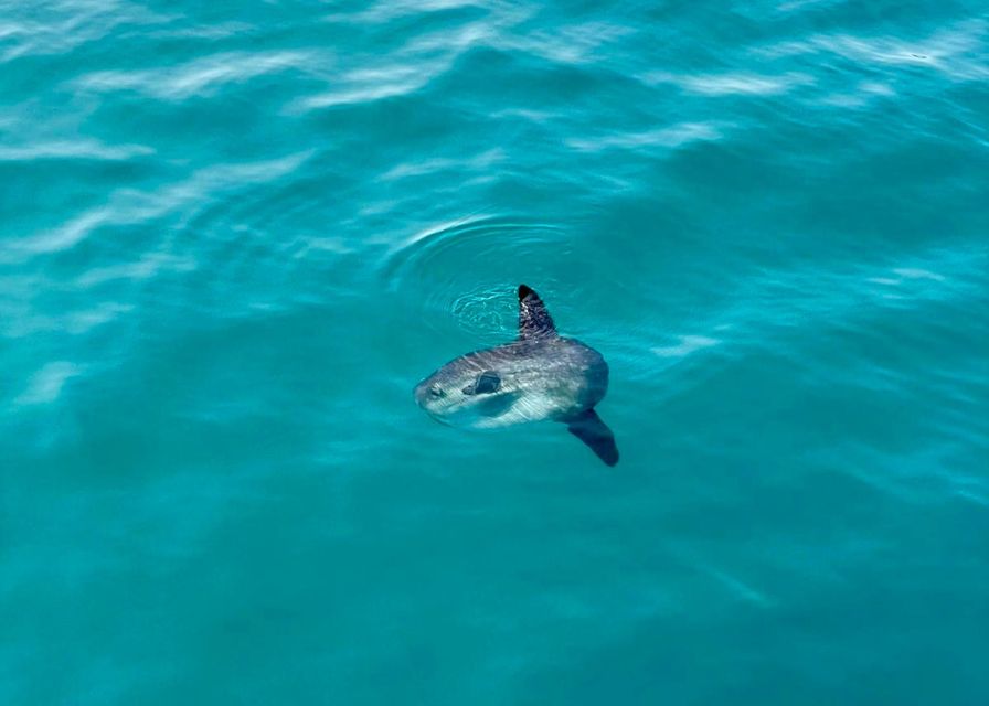 From Benalmádena & Torremolinos: Dolphin Watch Boat Trip - Value check: is $42 for 1.5 hours a good deal?