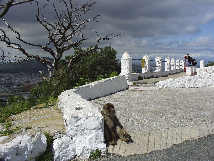 From Costa del Sol: Day Trip to Gibraltar with Guided Tour - Barbary apes on the Rock: the quick encounter you’ll remember