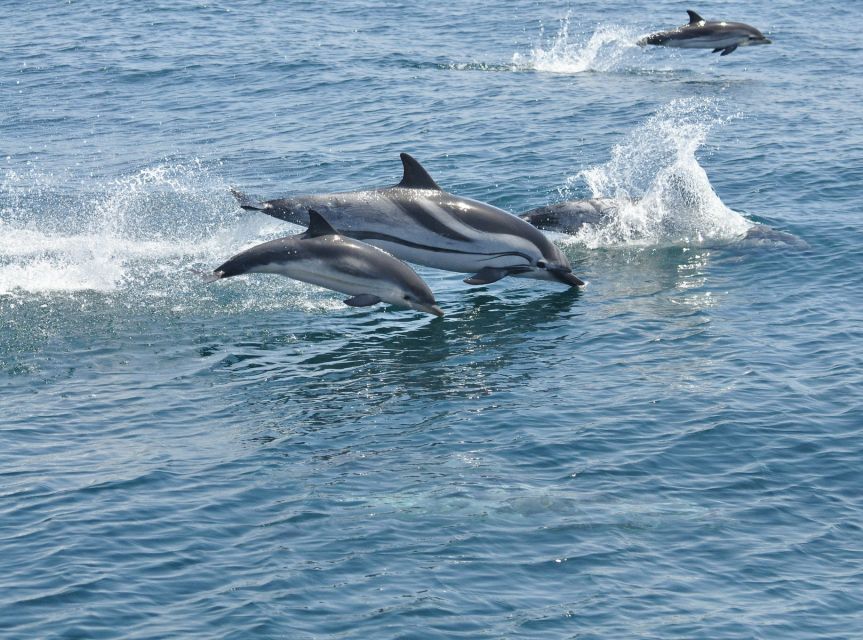 From Costa del Sol: Gibraltar Dolphin Watching by Boat - Onboard guidance and language: how to make the most of commentary