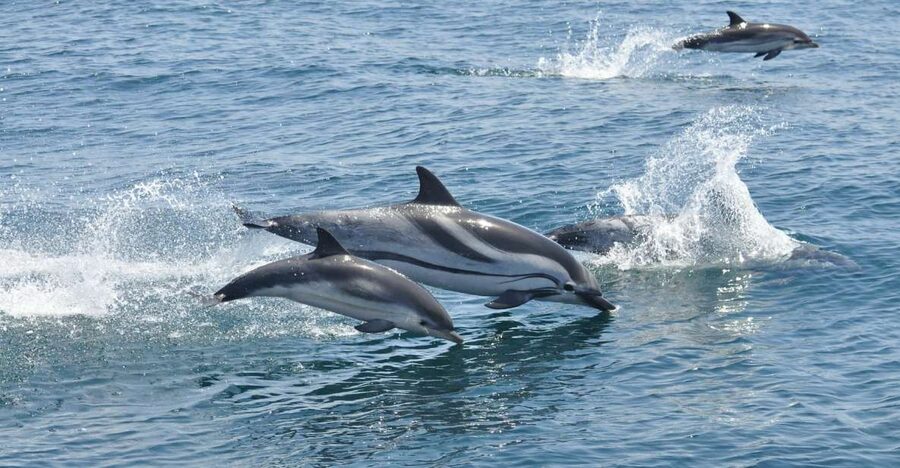 From Costa del Sol: Gibraltar Dolphin Watching by Boat - Who this tour fits best, and who should think twice