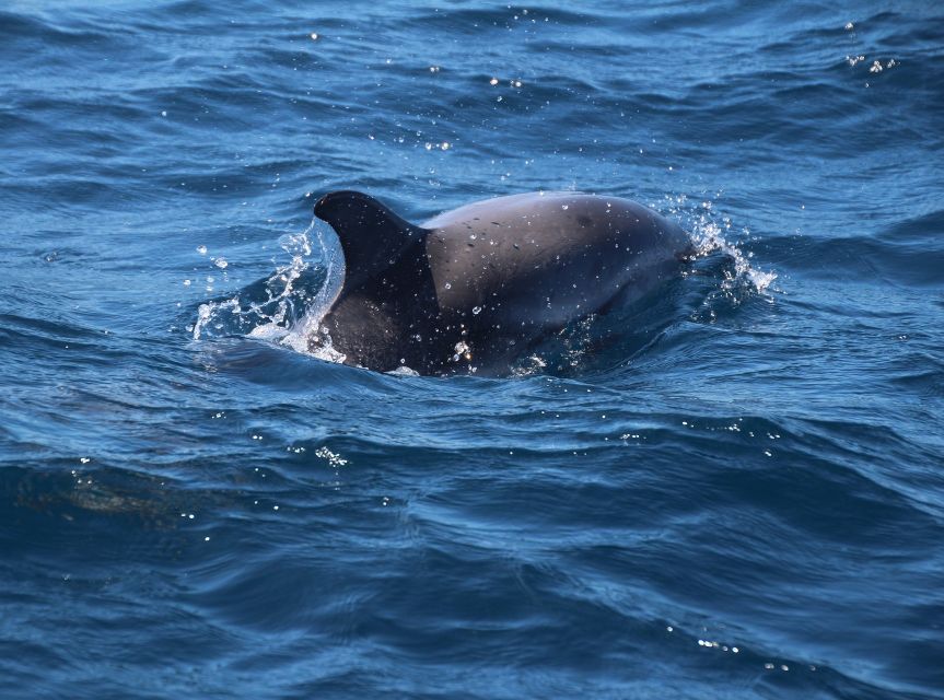 From Costa del Sol: Gibraltar Dolphin Watching by Boat - Should you book this Gibraltar dolphin watching and day trip?