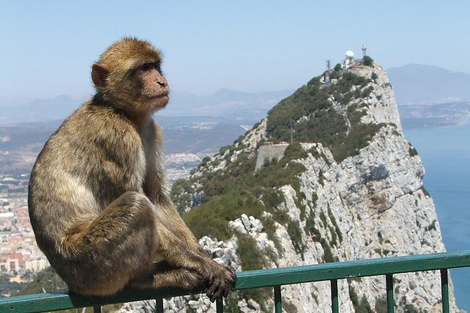 From Costa del Sol: The Gibraltar classic Rock tour - Key things you should know before you go