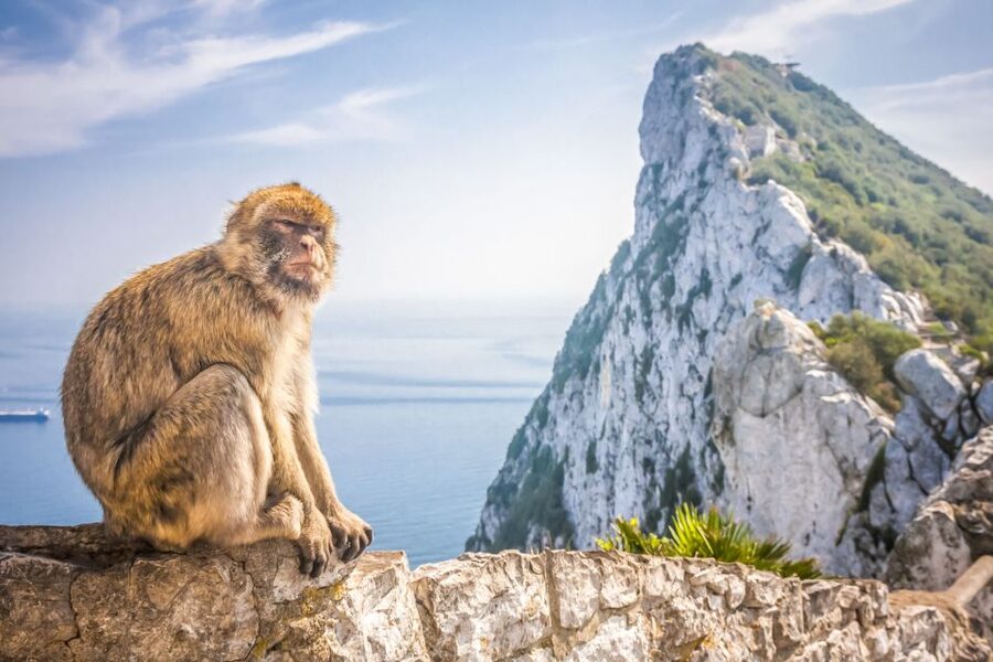 From Malaga and Costa del Sol: Gibraltar Shopping Tour - Food, Drinks, and Practical Spending in Gibraltar