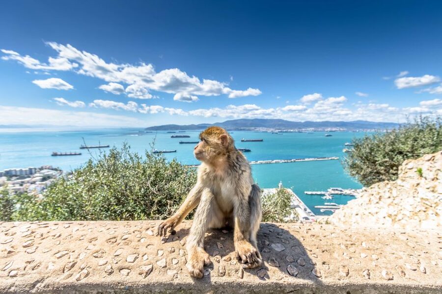 From Malaga and Costa del Sol: Gibraltar Sightseeing Tour - Key Takeaways Before You Go