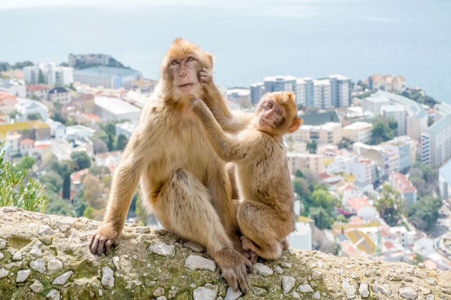 From Malaga and Costa del Sol: Gibraltar Sightseeing Tour - Price and value: is $112 a good deal for Gibraltar from Malaga?