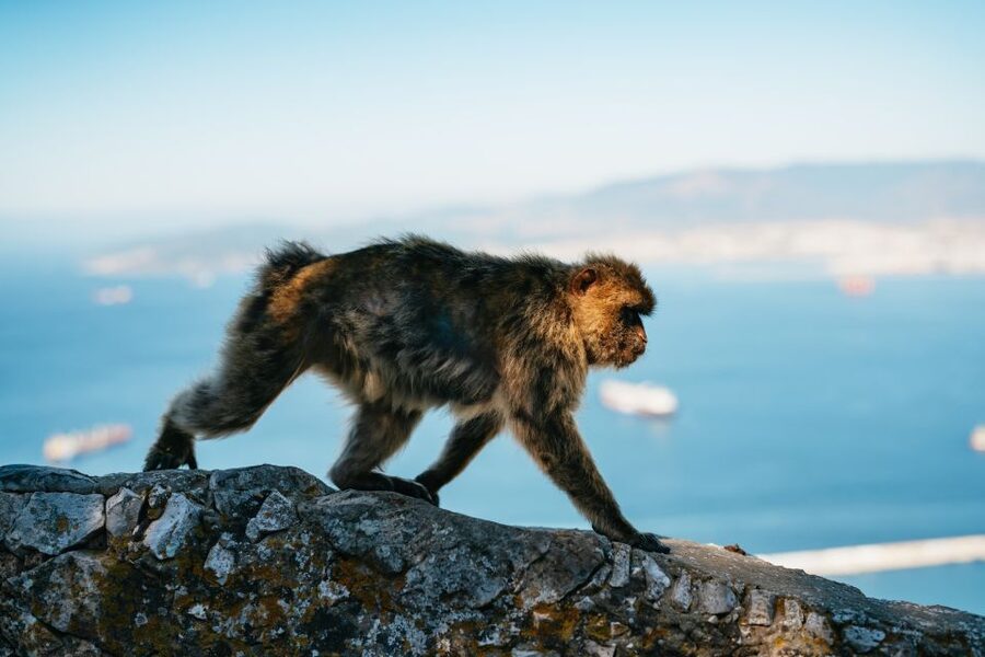 From Malaga and Costa del Sol: Gibraltar Tour - What You’ll Actually Experience at Each Stage