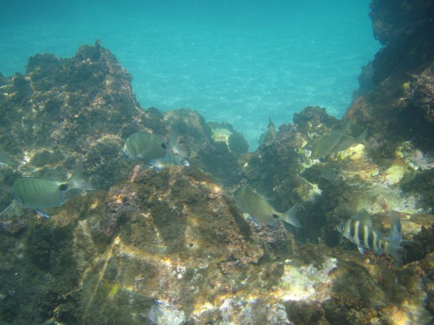 From Malaga: Cliffs of Maro Hike w/ Beach Visit & Snorkeling - Who should book, and who should think twice