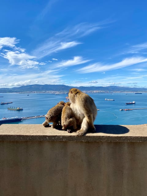 From Malaga: Day Trip to Gibraltar - Gibraltar in one day: what you’re really paying for