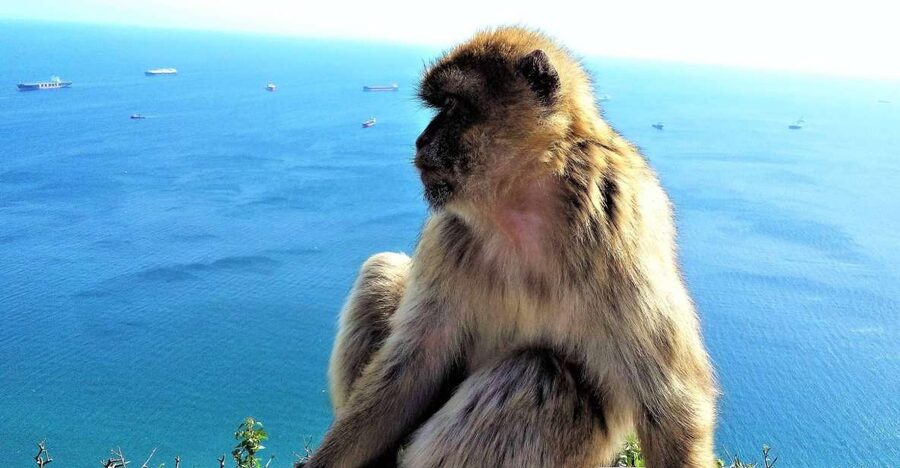 From Málaga or Marbella: Private Gibraltar Tour - Key Highlights You Should Care About