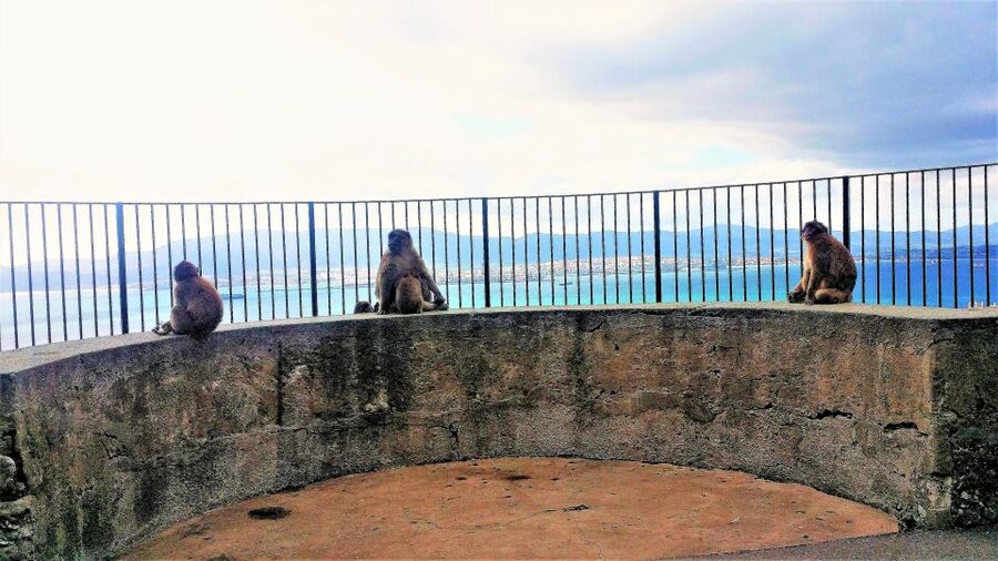 From Málaga or Marbella: Private Gibraltar Tour - Who This Private Gibraltar Tour Is Best For