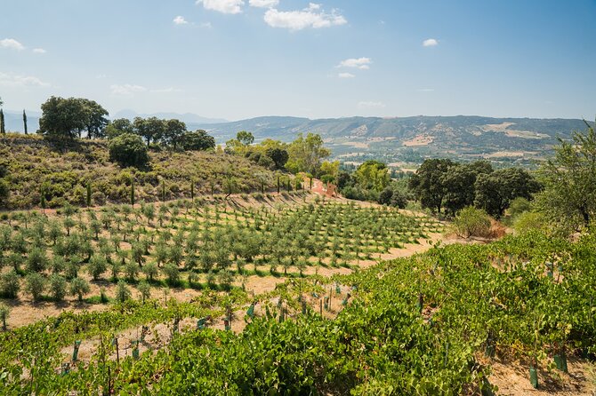 From Malaga: Ronda, Wine & Olive Oil Tasting Premium Small Group - Ronda on foot: old town guidance plus Puente Nuevo