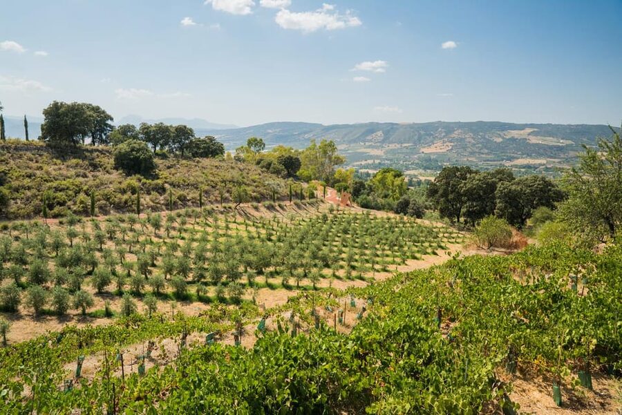 From Málaga: Ronda, Wine & Olive Oil Tasting Small Group - Who this tour suits best (and who should rethink it)