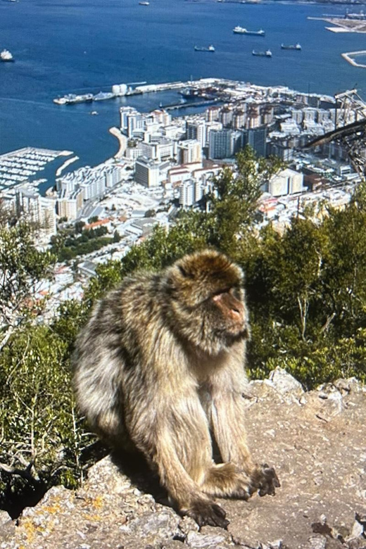 From Marbella/Estepona: VIP Gibraltar Tour Monkeys + Nature Reserve + Shopping - Cable car closed for maintenance, so plan the backup route early