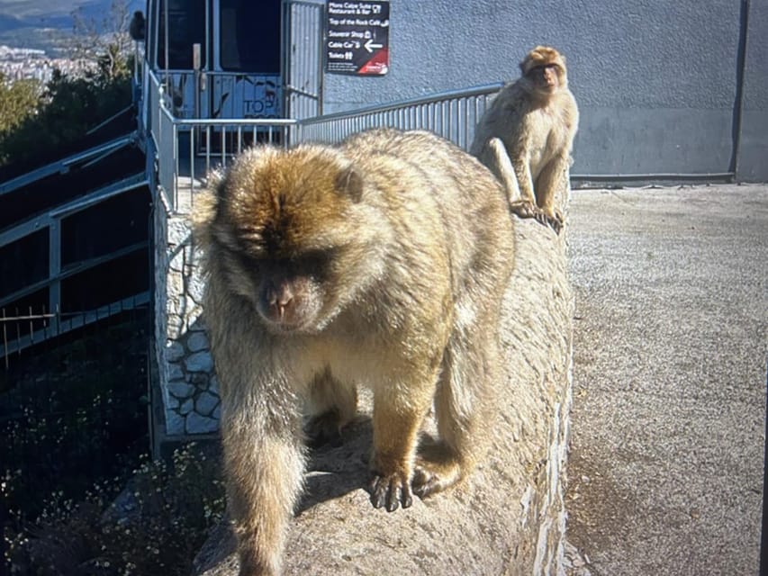 From Marbella/Estepona: VIP Gibraltar Tour Monkeys + Nature Reserve + Shopping - Down the Rock: returning to town and using your time for tax-free shopping