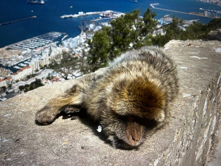 From Marbella/Estepona: VIP Gibraltar Tour Monkeys + Nature Reserve + Shopping - Who should book, and who should skip it
