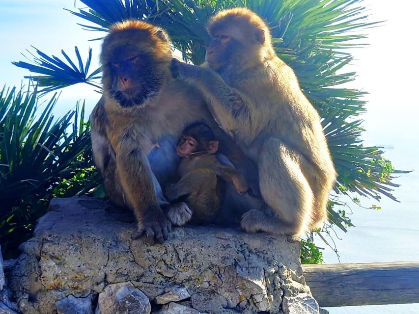From Marbella: Guided Private Trip to Gibraltar and Estepona - Key highlights at a glance