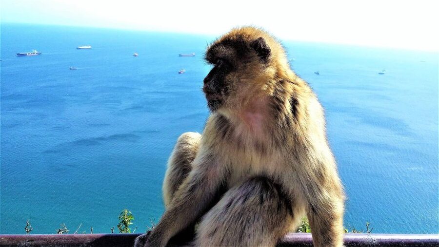 From Marbella: Guided Private Trip to Gibraltar and Estepona - Great Siege Tunnels and the Moorish Castle: history you can walk through