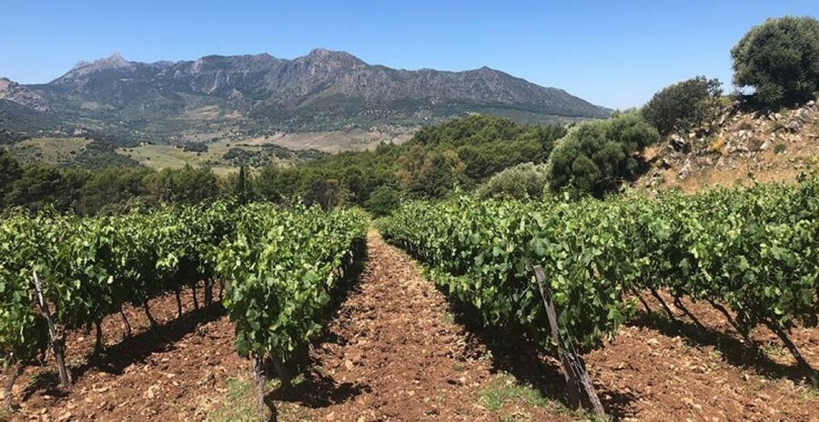 From Marbella: Ronda Tour Wineries Tour with Lunch - From Marbella to Ronda, the scenery that makes the day feel long (in a good way)
