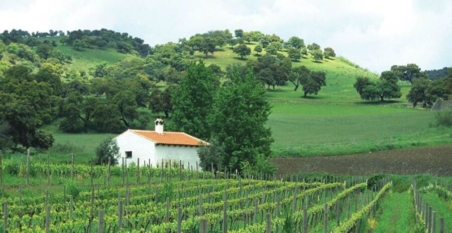 From Marbella: Ronda Tour Wineries Tour with Lunch - Ronda at leisure, how to use your free time well