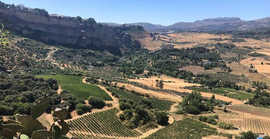 From Marbella: Ronda Tour Wineries Tour with Lunch - Winery stop two, natural and non-filtered rosé and reds