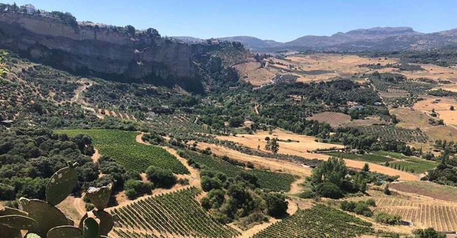 From Marbella: Ronda Tour Wineries Tour with Lunch - What the guide adds, especially in a small group