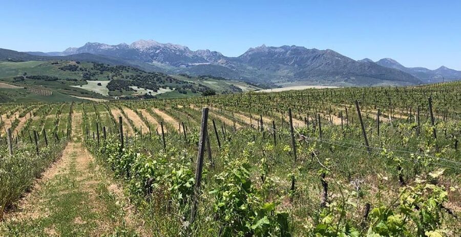 From Marbella: Ronda Tour Wineries Tour with Lunch - Winery stop one, red wine tasting with Iberian ham and cheese