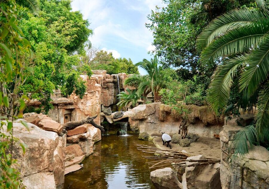 Fuengirola: Bioparc Entrance Ticket - Key Points You’ll Care About