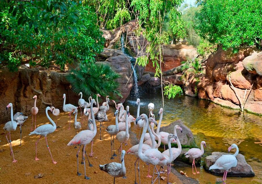 Fuengirola: Bioparc Entrance Ticket - Indo-Pacific and Birds in Flight: When Watching Beats Chasing