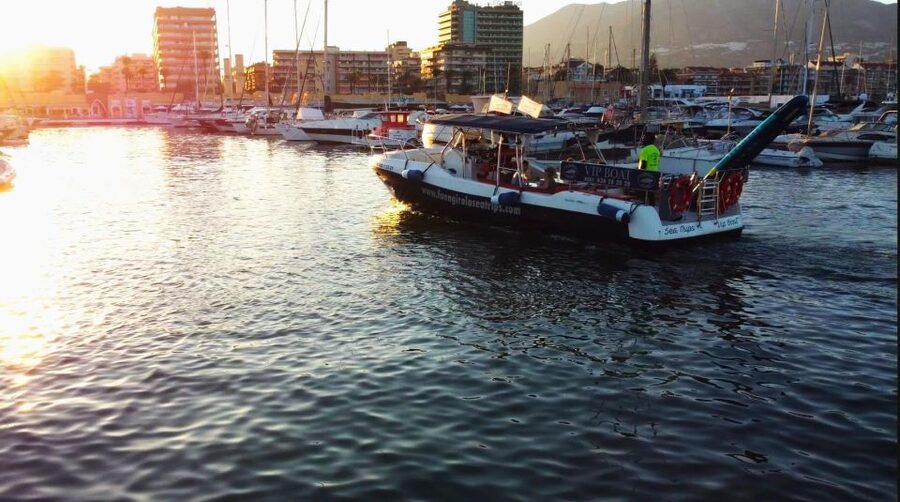 Fuengirola: Fantastic Dolphin Watching Yacht Tour with Drink - Dolphins and Reality Check, What You Can Expect