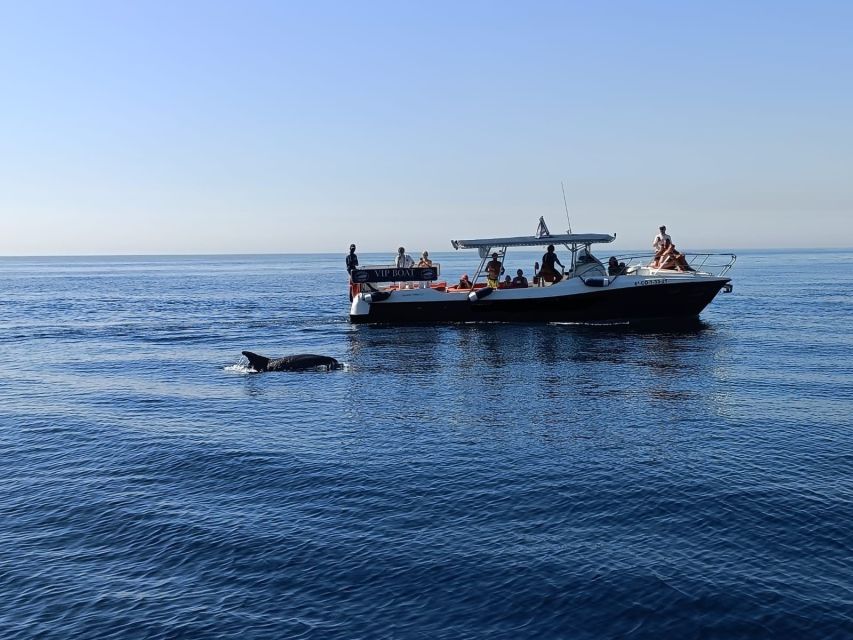Fuengirola: Fantastic Dolphin Watching Yacht Tour with Drink - Who This Tour Suits Best