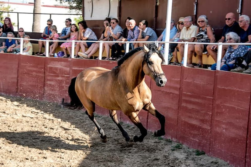 Fuengirola: Spanish Horse Show with Optional Dinner/Flamenco - Key things to know before you go