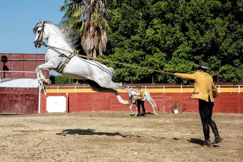 Fuengirola: Spanish Horse Show with Optional Dinner/Flamenco - Should You Book This Cartujano and Flamenco Night?