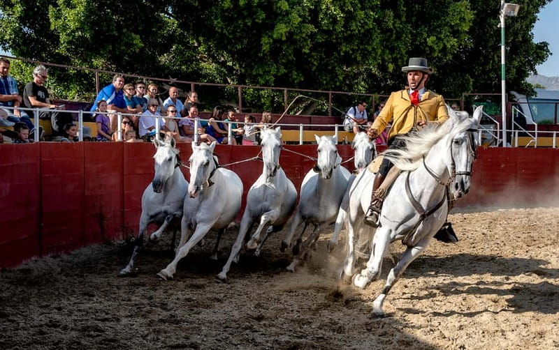 Fuengirola: Spanish Horse Show with Optional Dinner/Flamenco - Price and Optional Packages: Making the $40 Feel Like More