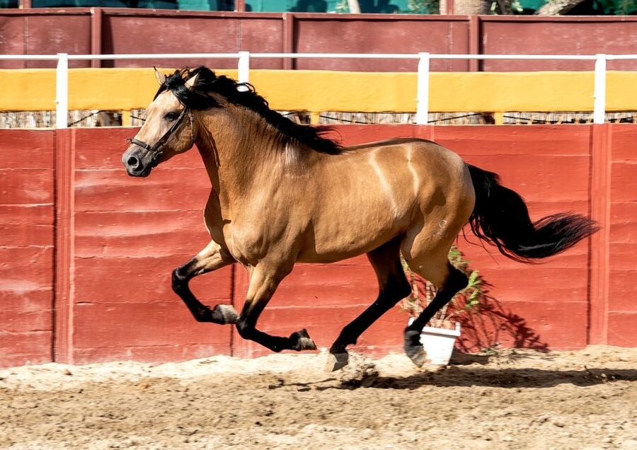 Fuengirola: Spanish Horse Show with Optional Dinner/Flamenco - Who Should Book This, and Who Might Want Another Evening