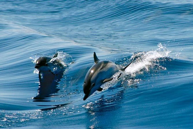 Gibraltar Dolphin Adventure - Gibraltar Dolphin Adventure key takeaways