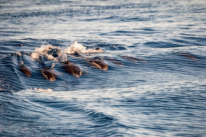 Gibraltar Dolphin Adventure - Finding your way to Marina Bay and the Admiral’s Walk dock