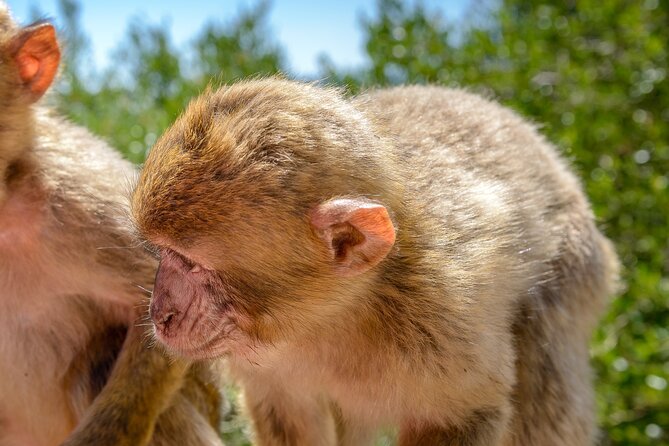 Gibraltar Full Day Tour Ultimate Tour 7hrs - Barbary Macaques and the Skywalk: Views That Feel Like a Theme Park, Minus the Lines