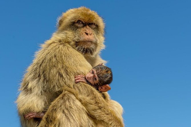 Gibraltar Inside Out Extended Tour 2.30hrs - A 2.5-hour Gibraltar circuit that hits the must-sees