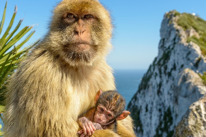 Gibraltar Inside Out Intermediate Tour 3.30hrs - Pickup and the Comfortable Vehicle That Helps You Enjoy the Day