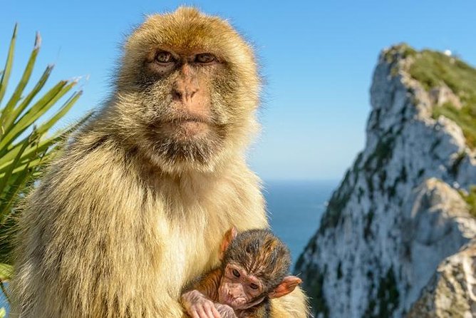 Gibraltar Inside Out Standard Tour 1.45hrs - St. Michael’s Cave area and what to know about the time