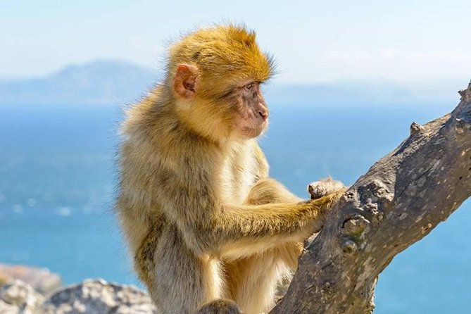Gibraltar Inside Out Standard Tour 1.45hrs - Gibraltar’s big picture on a short loop